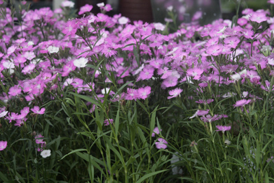 Dianthus x hybrids