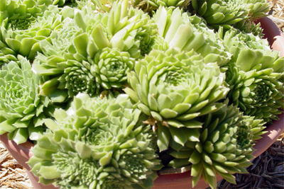 Sempervivum tectorum