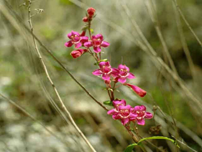 Penstemon triflorus