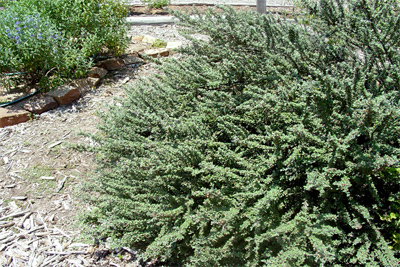 Cotoneaster horizontalis