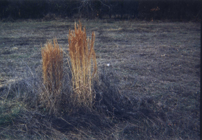 Andropogon virginicus