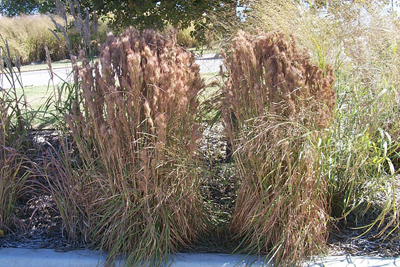 Andropogon glomeratus