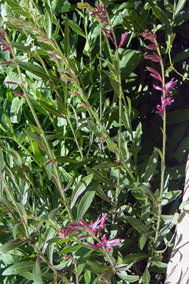 Gaura lindheimeri