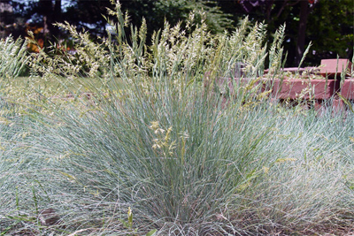 Festuca galuca