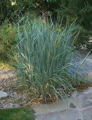 Sorghastrum nutans