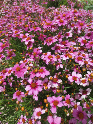 Coreopsis rosea