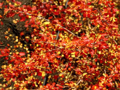 Rhus aromatica