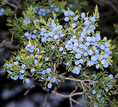 Juniperus virginiana