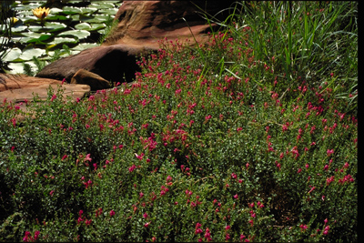 Scutellaria suffrutescens