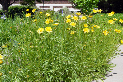 Coreopsis sp.