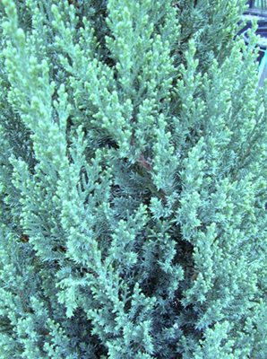 Juniperus chinensis Blue Point