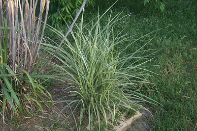 Miscanthus sinensis Variegatus