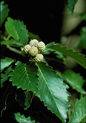 Quercus muhlenbergii