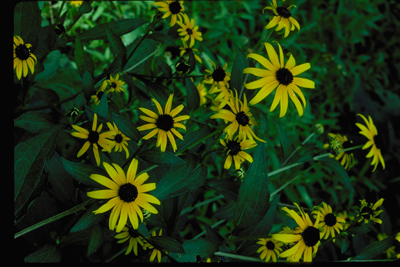 Rudbeckia fulgida Goldstrum