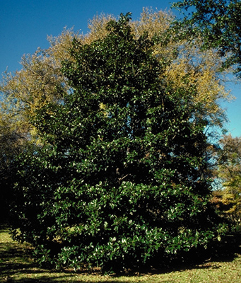 Magnolia grandiflora