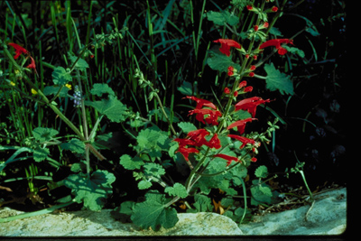 Salvia roemeriana