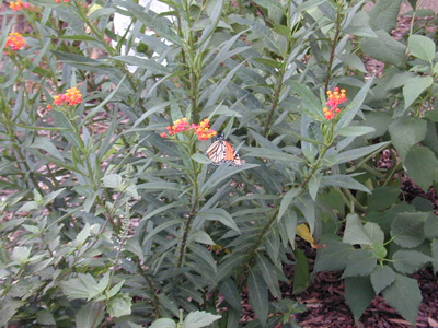 Asclepias curassavica