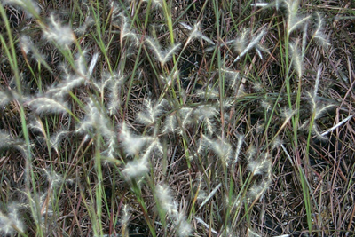 Andropogon ternarius