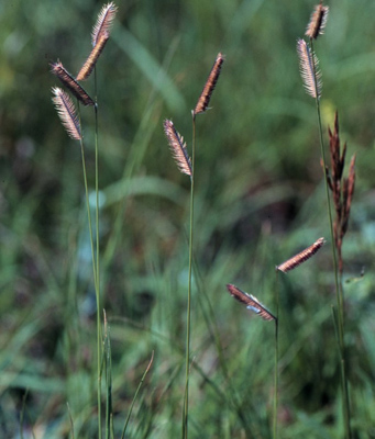 Bouteloua gracilis