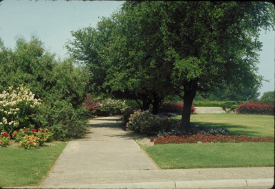 Quercus virginiana