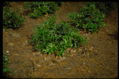 Ilex cornuta Rotunda
