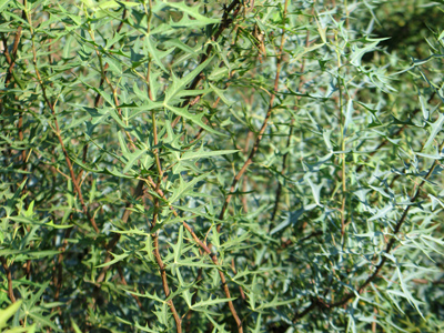 Berberis trifoliolata