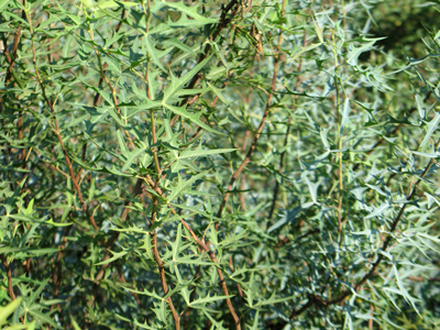 Berberis trifoliolata