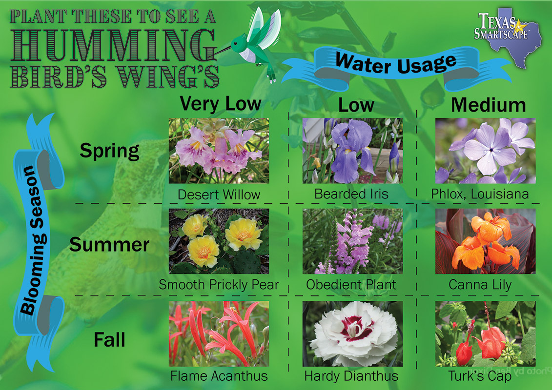 Hummingbird-friendly plants