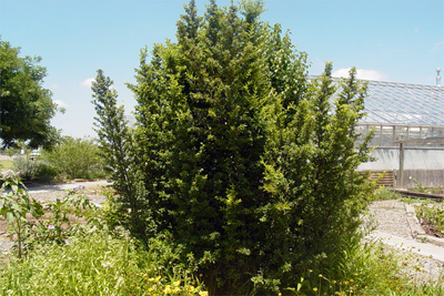 Pyracantha coccina