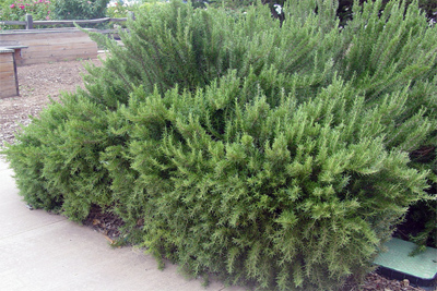 Rosmarinus officinalis