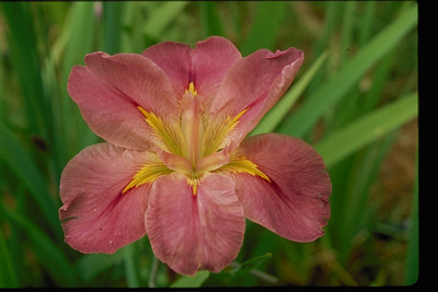 Iris fulva x. giganticaerulea x. foliosa