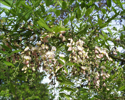 Sophora affinis