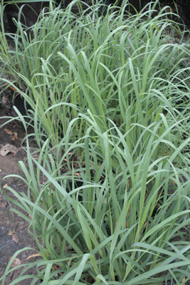 Andropogon gerardii
