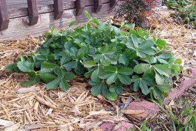 Fragaria chiloensis