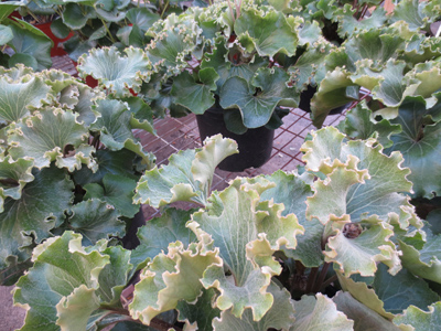 Farfugium japonicum Crispatum