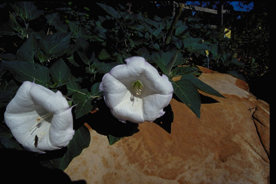 Datura wrightii