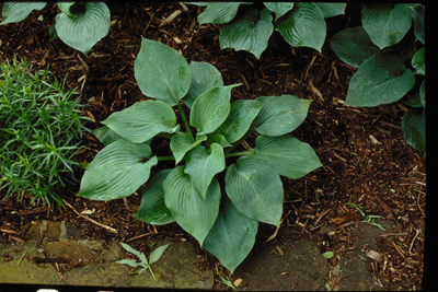 Hosta spp.