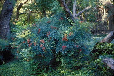 Nandina domestica