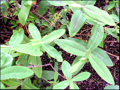 Hypericum patulum