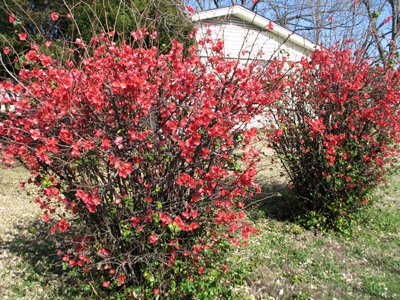 Chaenomeles japonica