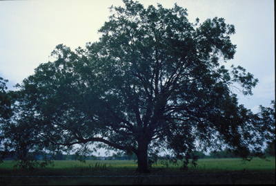 Carya illinoiensis