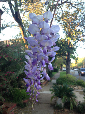 Wisteria sinensis