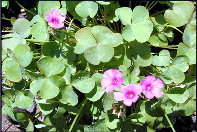 Oxalis spp.