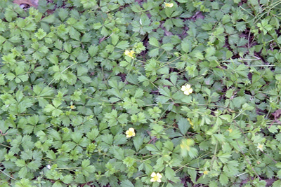 Potentilla x. tonguei