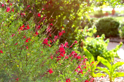 Salvia greggii