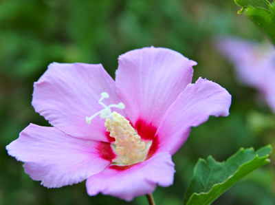Hibiscus syriacus