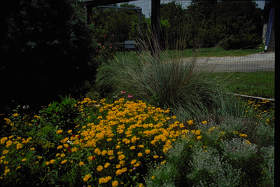 Coreopsis grandiflora