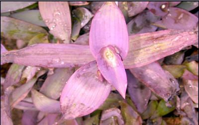 Setcreasea pallida