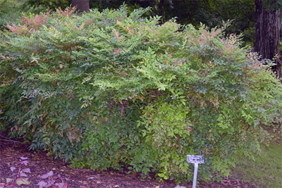 Nandina domestica
