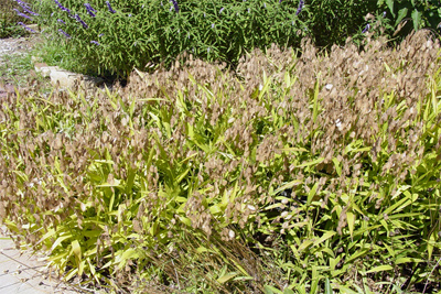 Chasmanthium latifolium